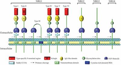 Neuregulins in Neurodegenerative Diseases